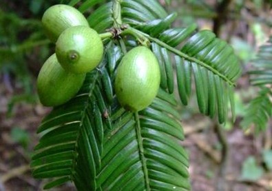 Natural compounds from  Cephalotaxus fortunei Hook. f.