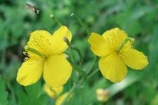 Natural compounds from  Chelidonium majus L.