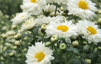 Natural compounds from  Chrysanthemum morifolium