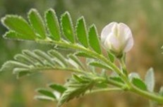 Natural compounds from  Cicer arietinum Linn.