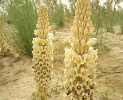 Natural compounds from  Cistanche deserticola Ma