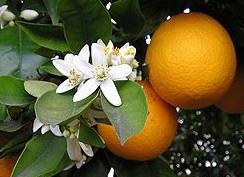 Natural compounds from  Citrus sinensis (L.) Osbeck