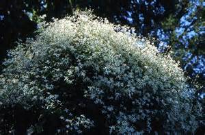 Natural compounds from  Clematis chinensis