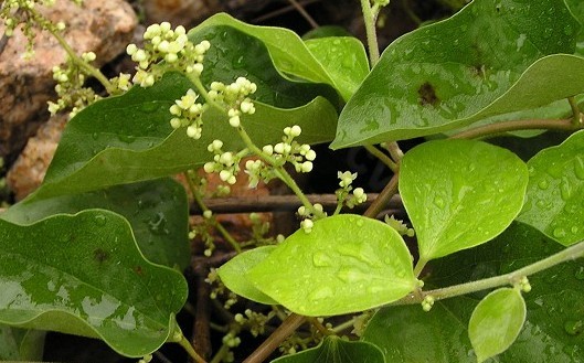 Natural compounds from  Cocculus orbiculatus (L.) DC.