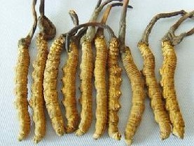 Natural compounds from  Cordyceps sienesis (Berkeley) Saccardo