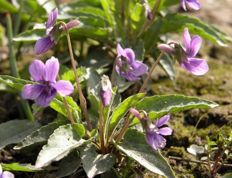 Natural compounds from  Corydalis bungeana Turcz.