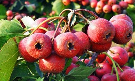 Natural compounds from  Crataegus pinnatifida Bge.