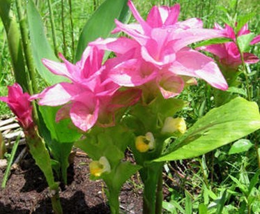 Natural compounds from  Curcuma zedoaria (Berg.) Rosc.