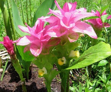 Natural compounds from  Curcuma zedoaria (Berg.) Rosc.