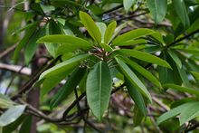 Natural compounds from  Daphniphyllum macropodum