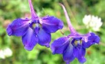 Natural compounds from  Delphinium grandiflorum L.