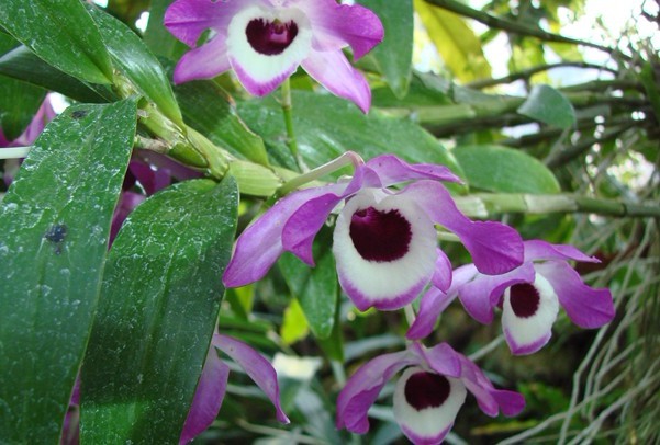 Natural compounds from  Dendrobium nobile Lindl.