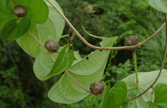 Natural compounds from  Dioscorea bulbifera L.