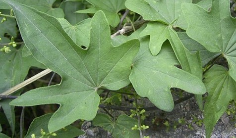 Natural compounds from  Dioscorea nipponica Makino