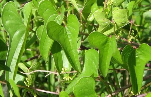 Natural compounds from  Dioscorea opposita Thunb.