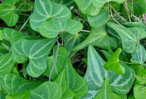 Natural compounds from  Dioscorea Zingiberensis C.H.Wright