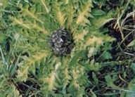 Natural compounds from  Dolomiaea souliei (Franch.) Shih