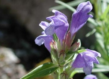 Natural compounds from  Dracocephalum ruyschiana L.