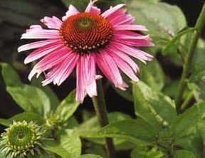 Natural compounds from  Echinacea purpurea