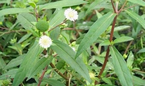 Natural compounds from  Eclipta prostrasta L.