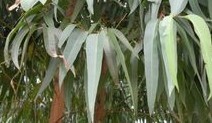 Natural compounds from  Eucalyptus robusta Smith