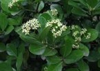 Natural compounds from  Euonymus bockii Loes.