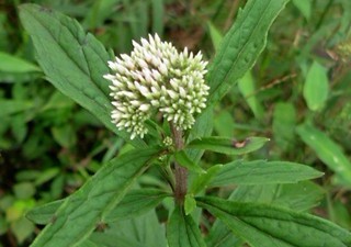 Natural compounds from  Eupatorium lindleyanum DC.