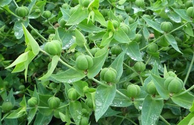 Natural compounds from  Euphorbia lathyris L.