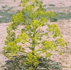 Natural compounds from  Ferula fukanensis K.M.Shen