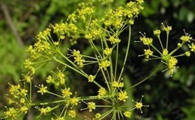 Natural compounds from  Ferula sinkiangensis K.M.Shen