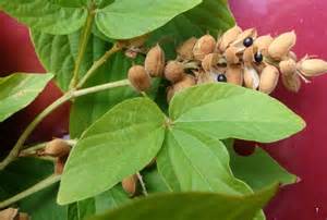 Natural compounds from  Flemingia macrophylla