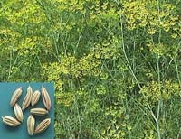 Natural compounds from  Foeniculum vulgare