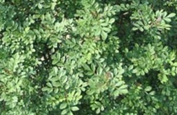 Natural compounds from  Fraxinus brngeana DC.
