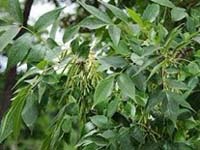 Natural compounds from  Fraxinus chinensis Roxb