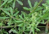 Natural compounds from  Galium aparine L.