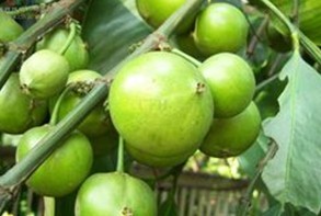 Natural compounds from  Garcinia hamburgy Hook. f.