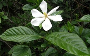 Natural compounds from  Gardenia jasminoides Ellis