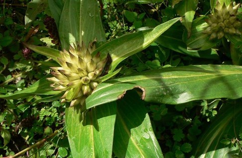 Natural compounds from  Gentiana crassicaulis Duthie ex Burk.