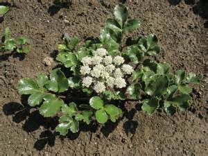 Natural compounds from  Glehnia littoralis