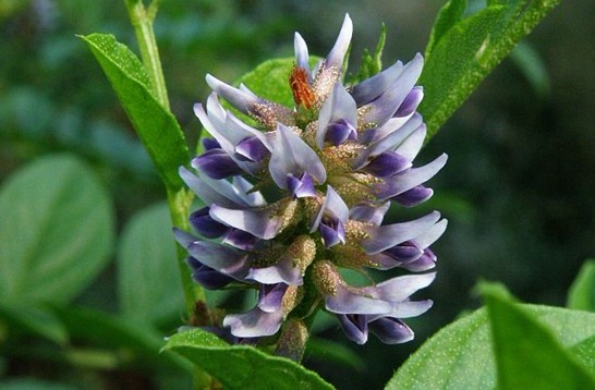 Natural compounds from  Glycyrrhiza glabra L.