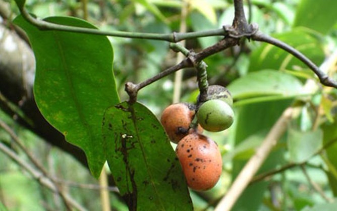 Natural compounds from  Gnetum montanum Markgr.