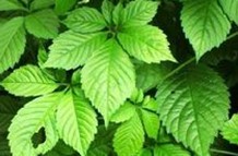 Natural compounds from  Gynostemma pentaphyllum (Thunb.) Makino