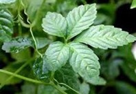 Natural compounds from  Gyuostemma pentaphyllum (Thunb) Makino
