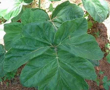 Natural compounds from  Heracleum repula Franch.