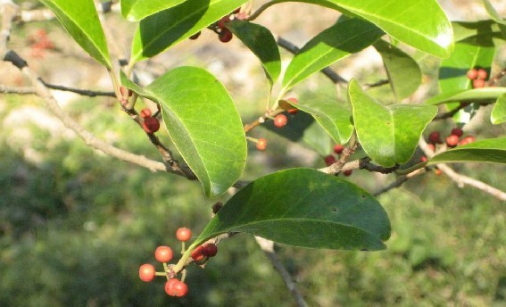 Natural compounds from  Ilex rotunda Thunb.