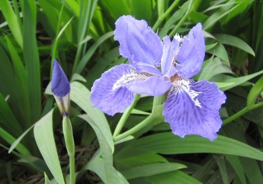 Natural compounds from  Iris tectorum Maxim