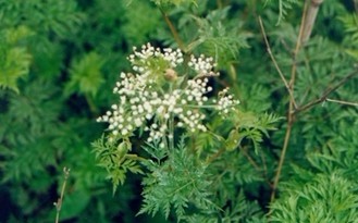 Natural compounds from  Ligusticum chuanxiong Hort.