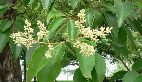 Natural compounds from  Ligustrum lucidum