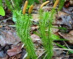 Natural compounds from  Lycopodiastrum casuarinoides (Spring) Holub.