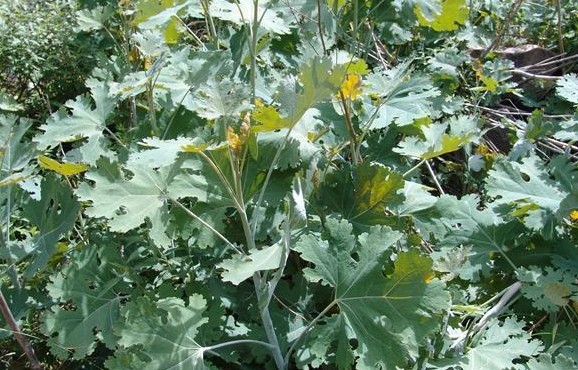 Natural compounds from  Macleaya cordata (Willd.) R. Br.